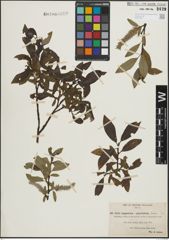 Foto von Salix lapponum L. x Salix phylicifolia L.